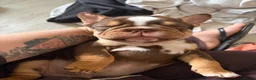 French Bulldog dogs for sale: Chick🤍 - Advert 7