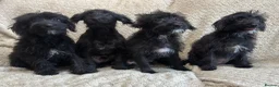 Jackapoo dogs for sale: 4 Jackapoos  - Advert 4