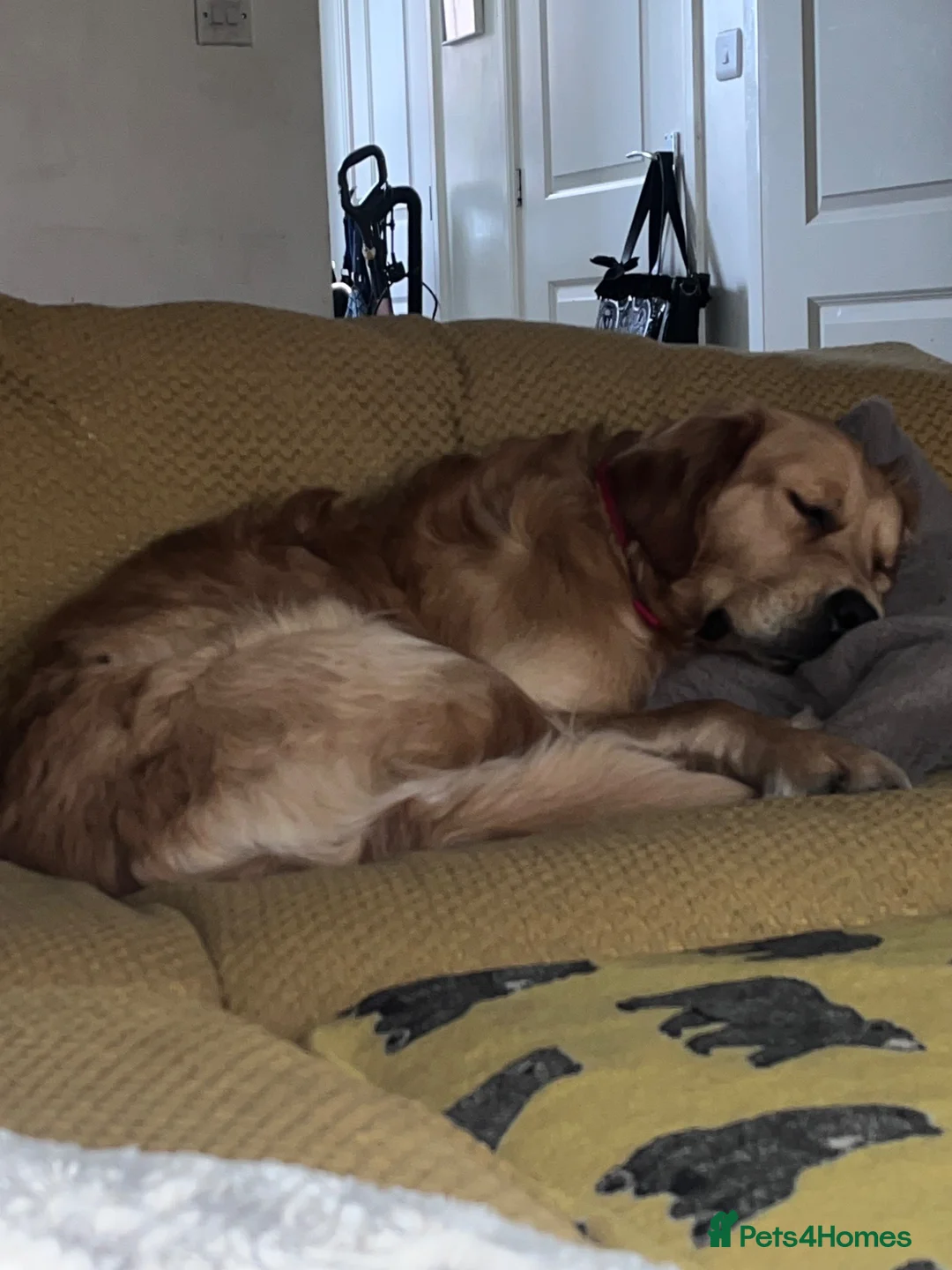 Golden Retriever dogs for sale: Virgil 2 yr old Golden Retriever  in Sandbach - Advert 2