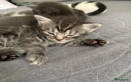 Domestic Shorthair cats for sale: 5 gorgeous kittens 🐈‍⬛  - Advert 9