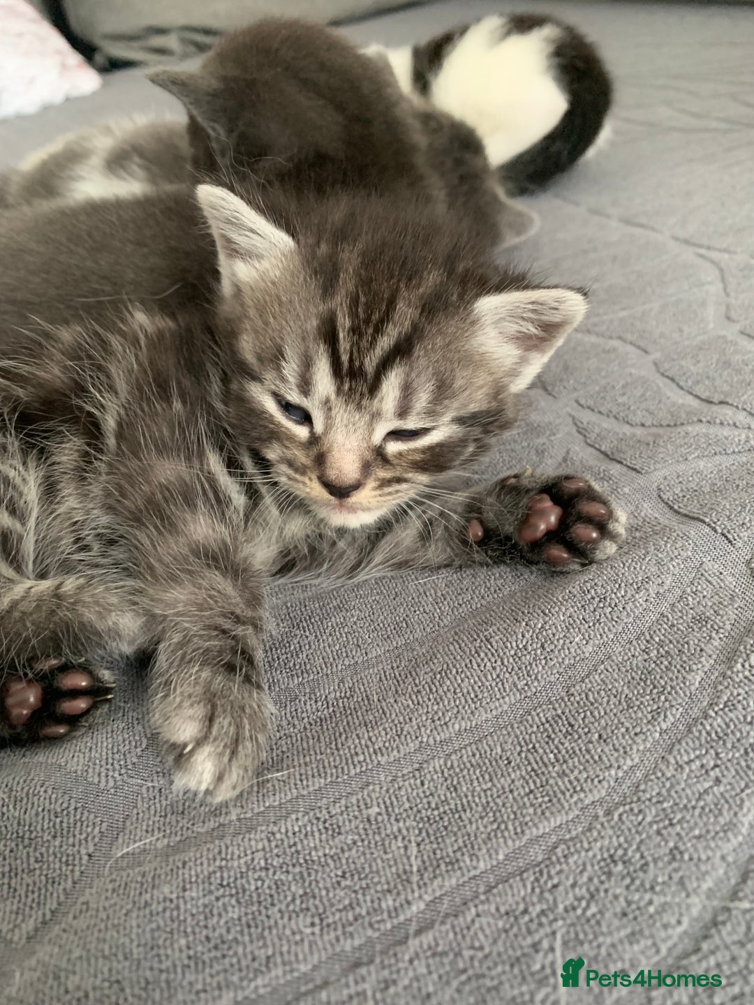 Domestic Shorthair cats for sale: 5 gorgeous kittens 🐈‍⬛  - Advert 9