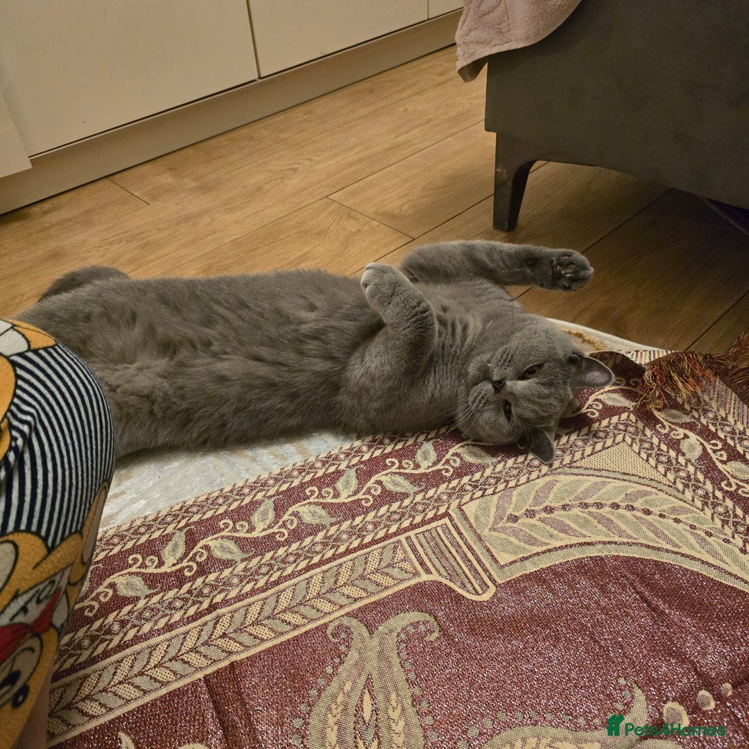 British Shorthair cats for sale: 1yr Old British Shorthair – Rehoming with Full Set - Image 2