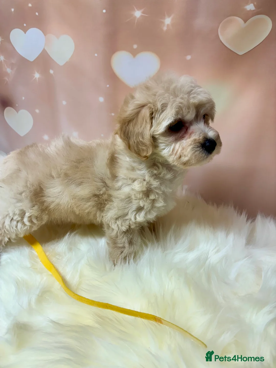Maltipoo dogs for sale: Adorable Toy F1 DNA Tested Parents  - Advert 16