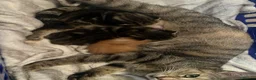Bengal cats for sale: Bengal cross kittens - Advert 7