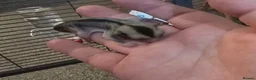 Sugar Glider rodents for sale: Sugar glider boy and girl for sale not ready yet in Great Yarmouth - Advert 6
