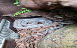 Rat Snake reptiles for sale: BAIRDS RAT SNAKE  - Image 11