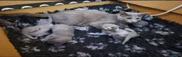 Russian Blue cats for sale: Russian Blue Kittens Loving Homes Only TICA Reg - Advert 4