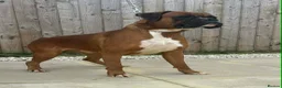 Boxer dogs for stud: KC registered Boxer (for stud only) - Advert 2