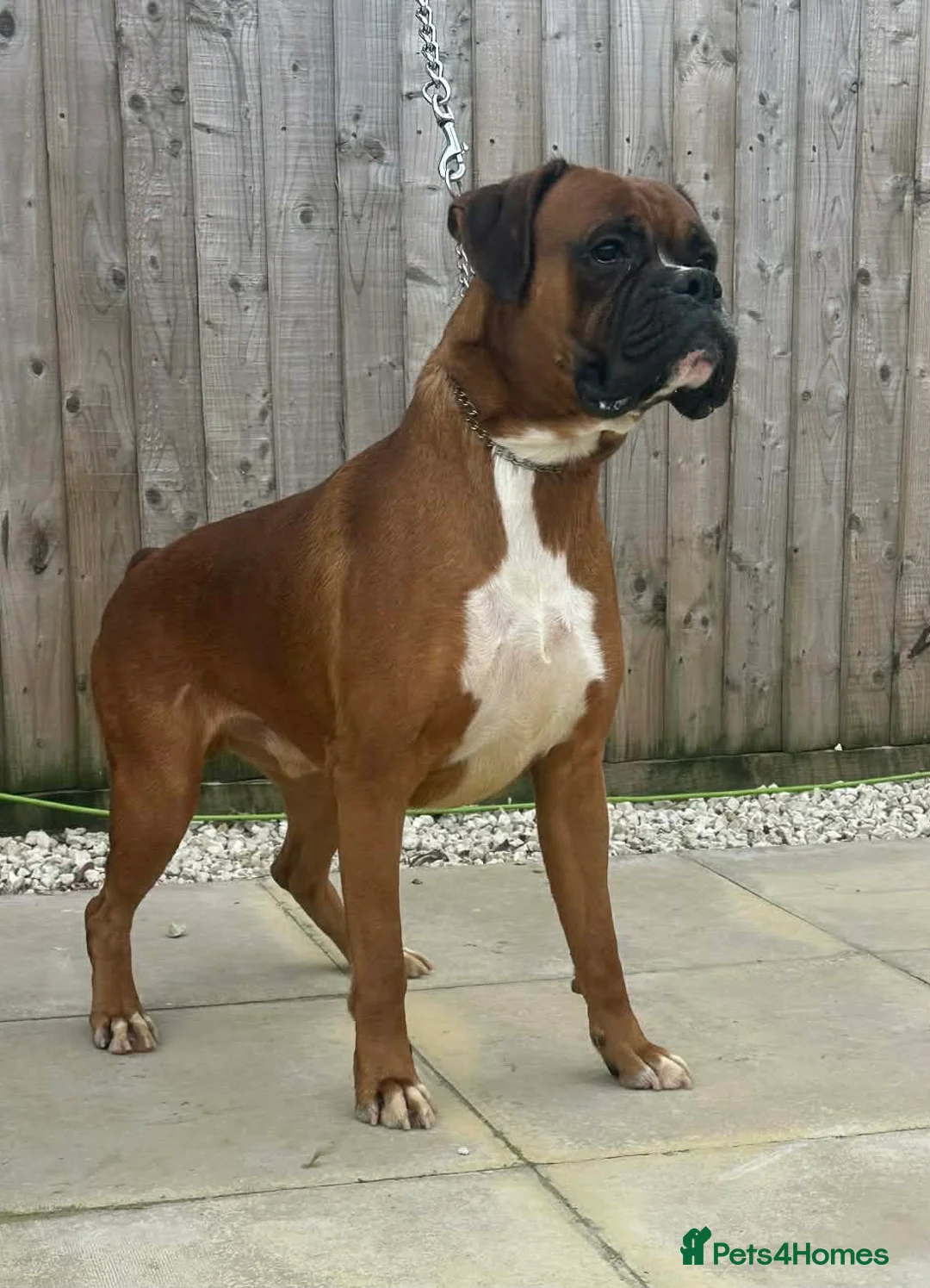 Boxer dogs for stud: KC registered Boxer (for stud only) - Advert 2