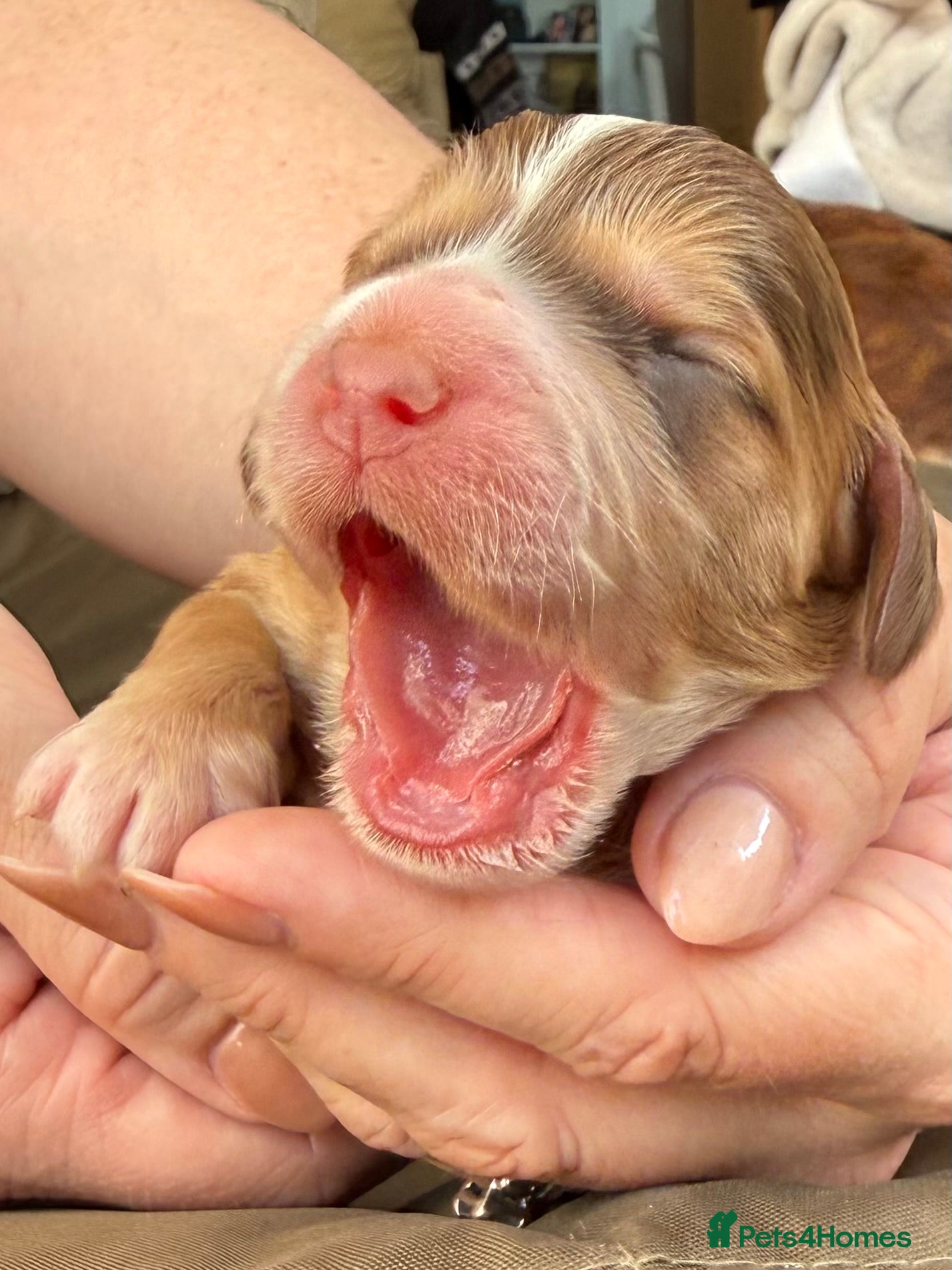 Cockapoo dogs Stunning & Unique F1B Cockapoos  - Advert 2