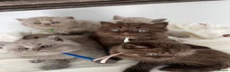 British Shorthair cats for sale: British Shorthair-Longhair  - Advert 7