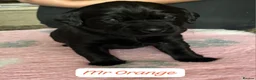 Labrador Retriever dogs for sale: Stunning working black Labrador pups.  - Advert 6