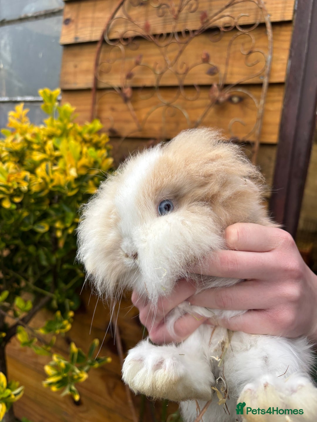 Mini Lop rabbits for sale: Adorable baby rabbits for sale - Advert 2
