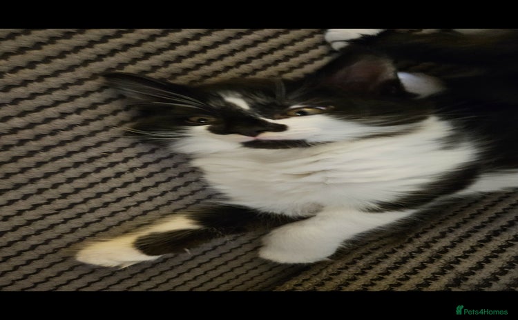 Mixed Breed cats - Advert 2