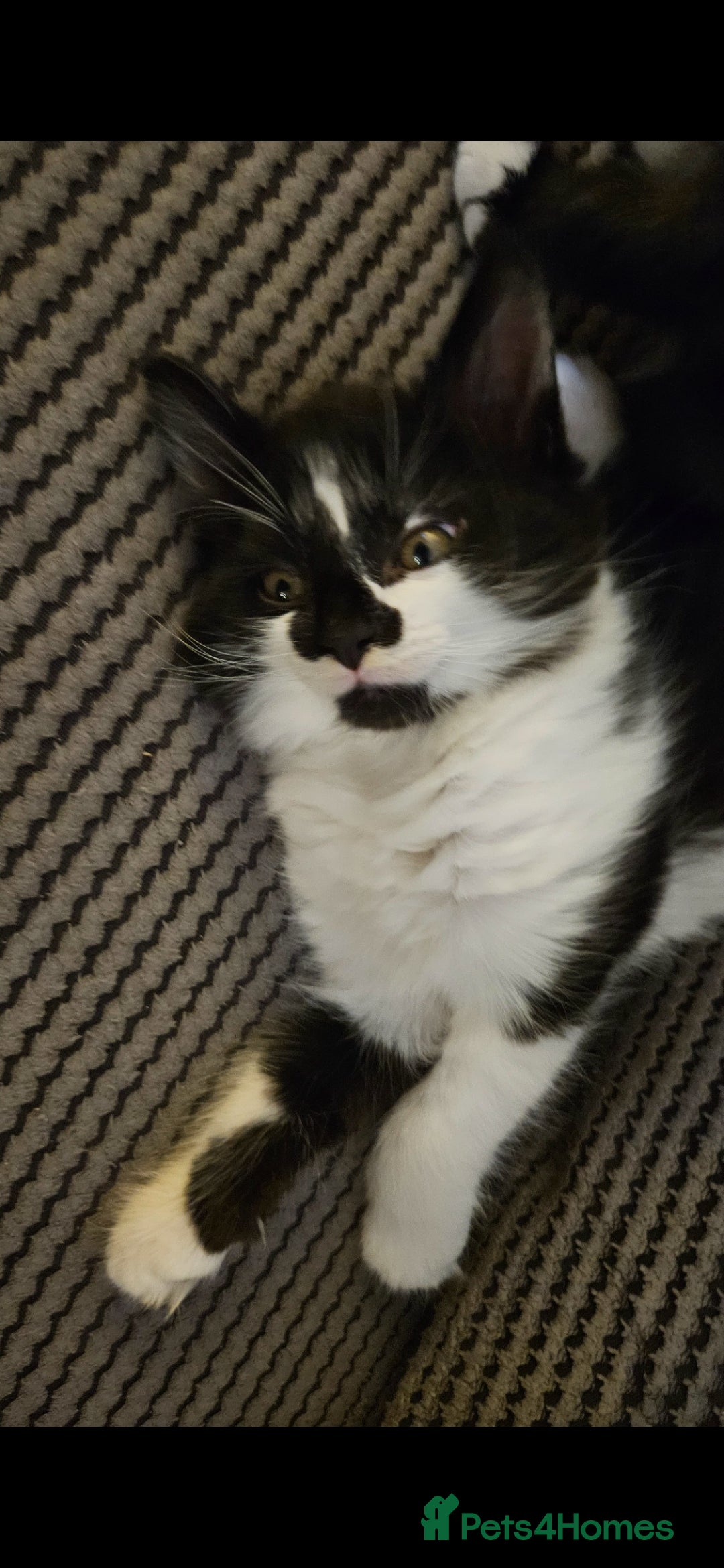 Mixed Breed cats for sale: Beautiful kittens  - Image 5