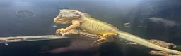Iguana reptiles for sale: Albert Albino Iguana - Advert 8