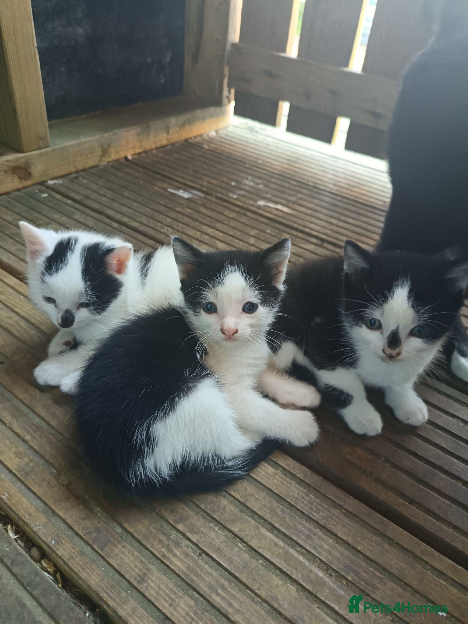 Mixed Breed cats 3 male kittens  - Advert 11