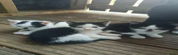 Mixed Breed cats for sale: 3 male kittens  - Advert 1