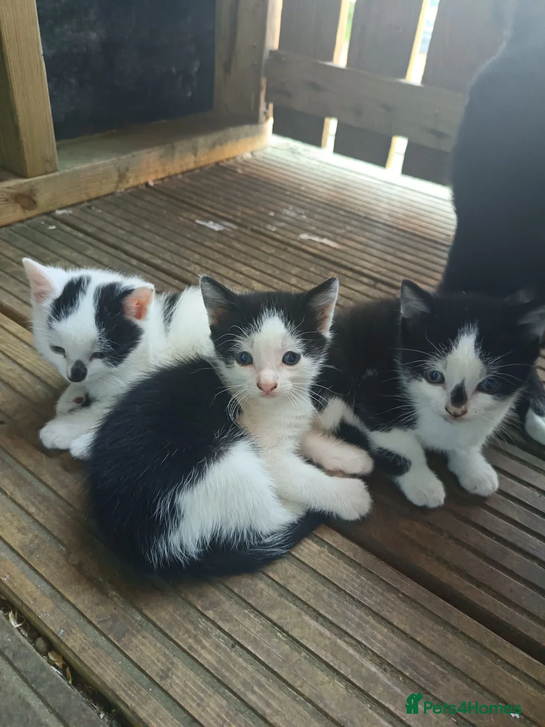 Mixed Breed cats for sale: 3 male kittens  - Advert 1