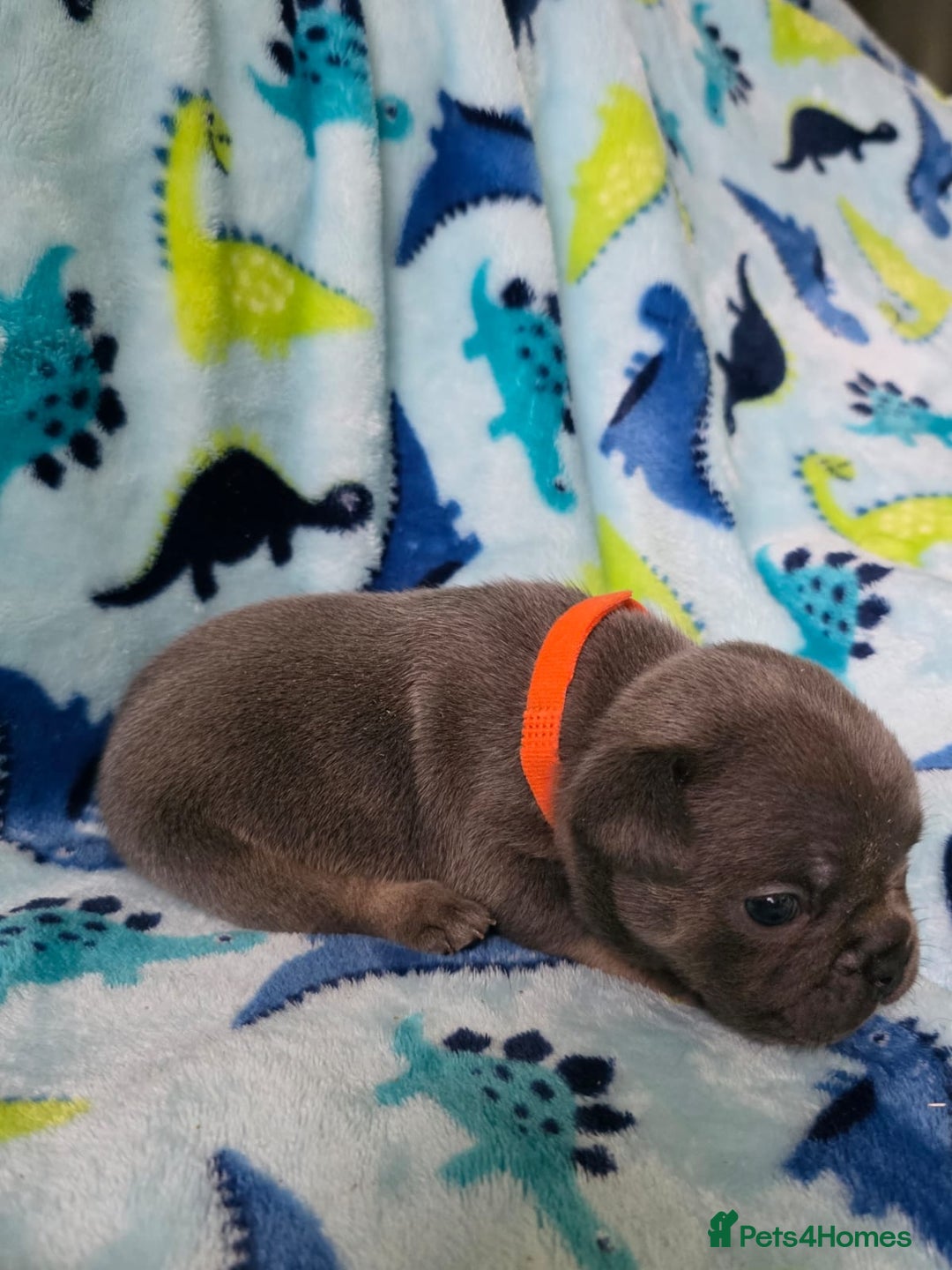 French Bulldog dogs for sale: BEAUTIFUL FRENCH BULLDOG PUPPIES  - Advert 17