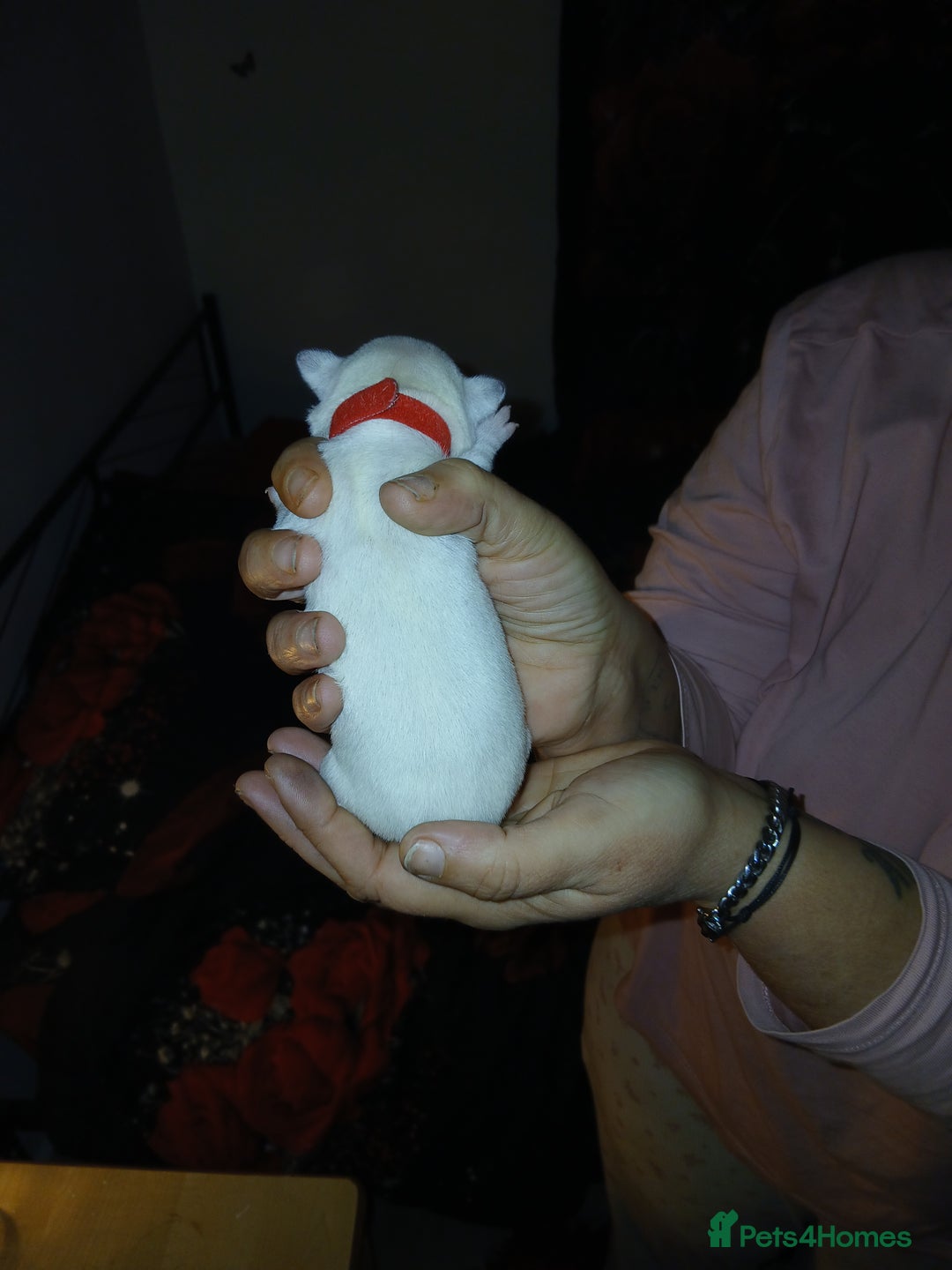 Chihuahua dogs for sale: Chihuahua puppys - Advert 10