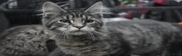 Maine Coon cats for sale: Gorgeous Champion Bloodline Maine Coon Kittens - Advert 15