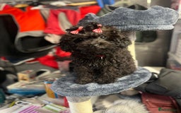 Mixed Breed dogs for sale: Asian toy poodle black boy  - Image 2