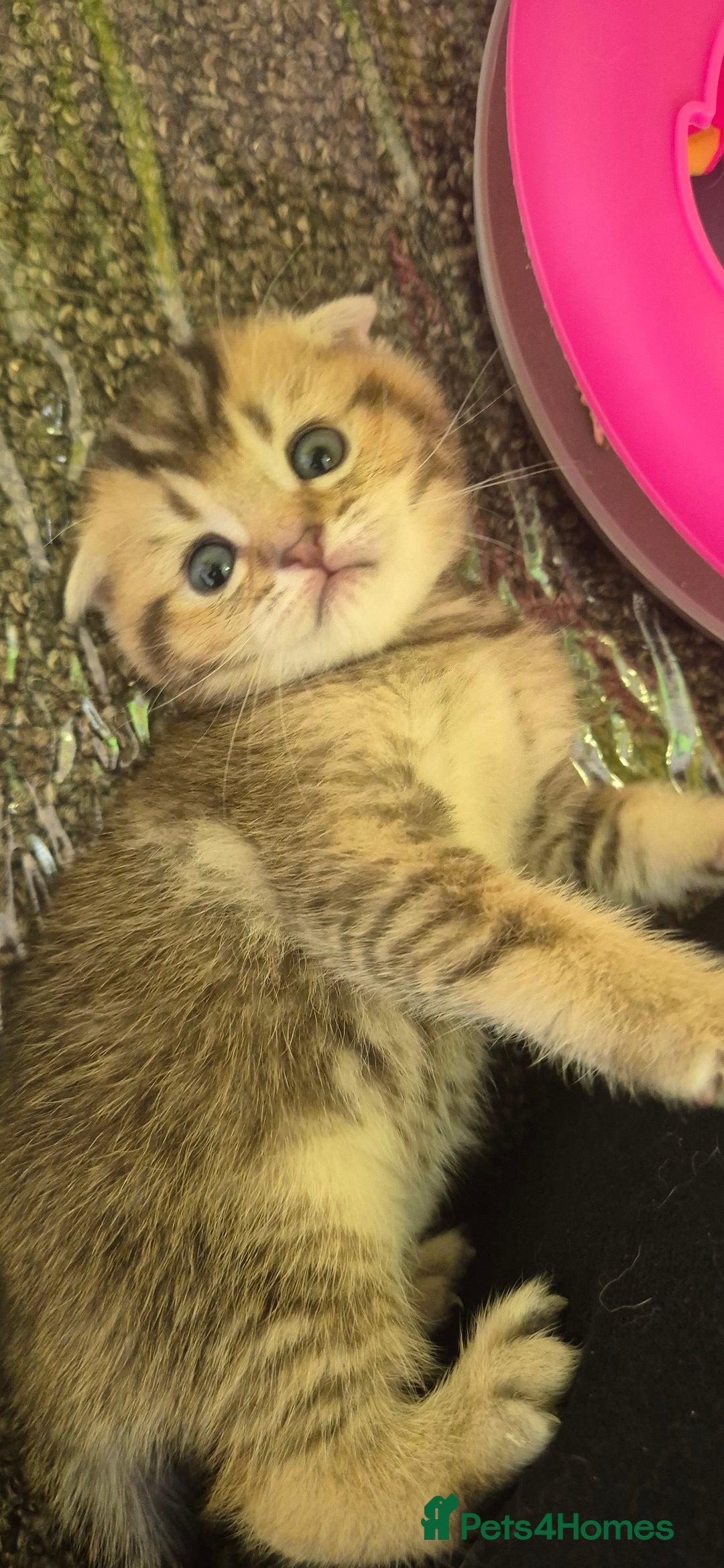 British Shorthair cats for sale: Beautiful Kittens for sale - Image 8