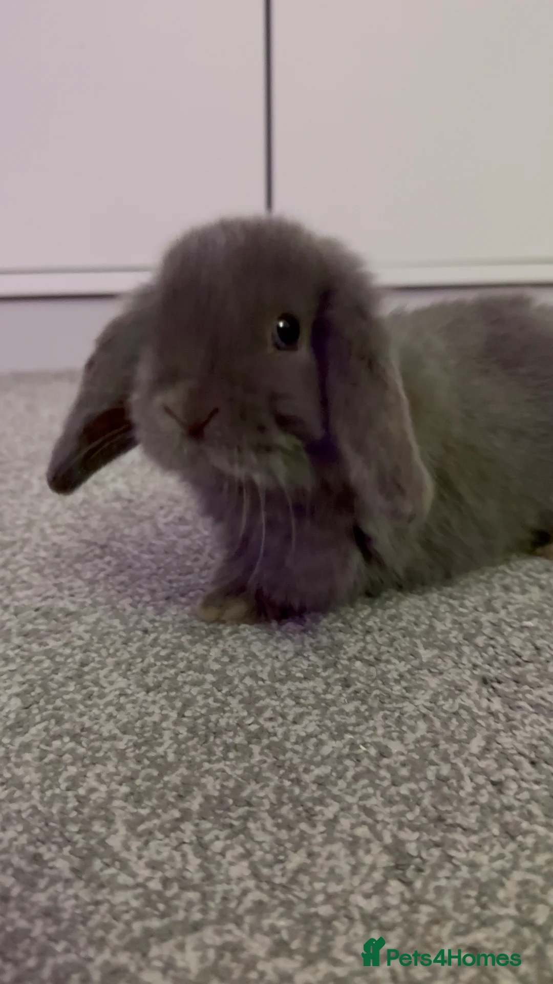 Mini Lop rabbits for sale: Grey Mini Lop - Advert 1