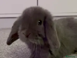 Mini Lop rabbits Grey Mini Lop - Advert 1