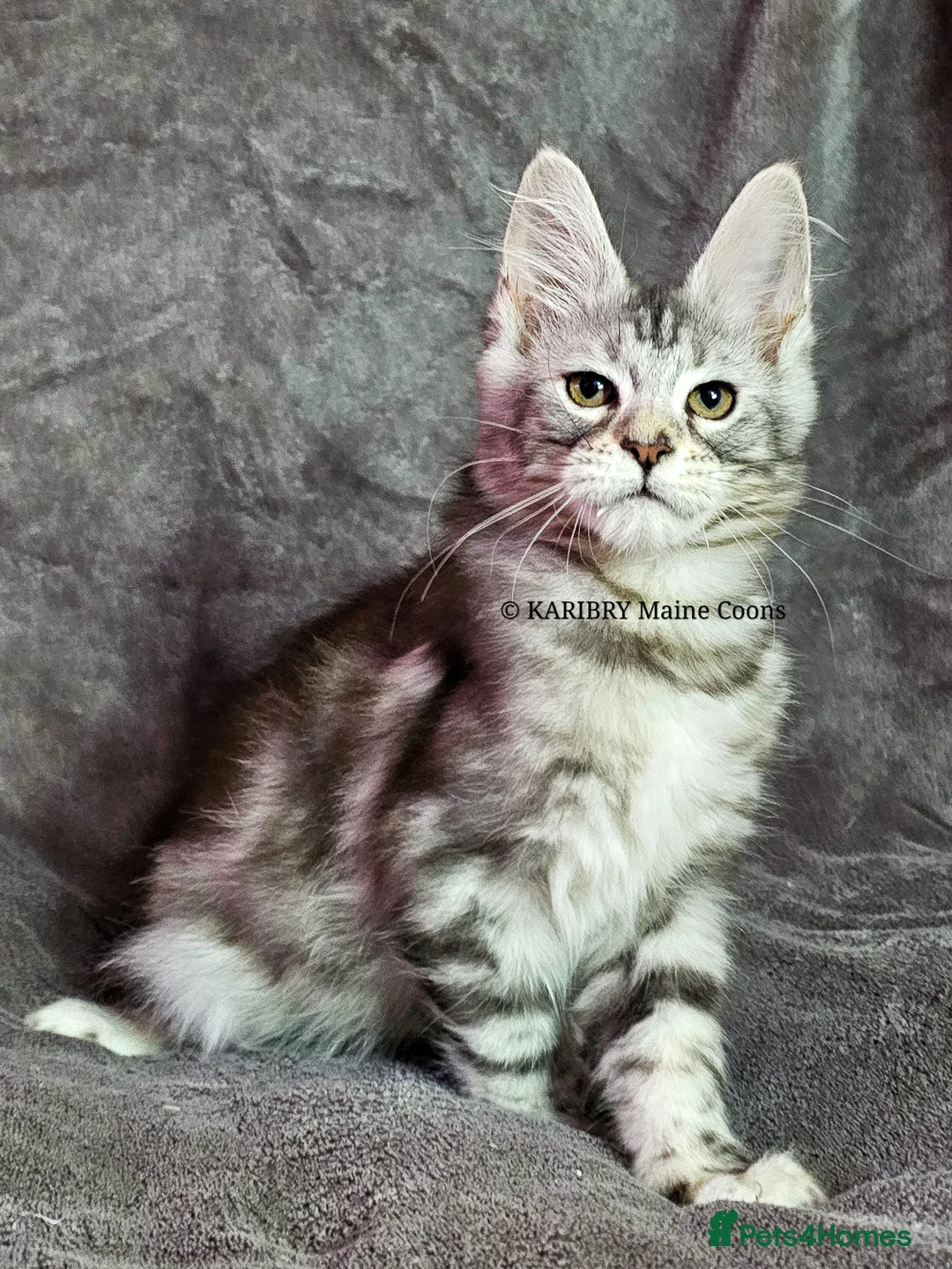 Maine Coon cats for sale: ACTIVE TICA Registered Shaded & Shaded lines - Advert 31
