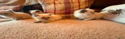 Ragdoll cats for sale: Beautiful Ragdol Kittens - Advert 5
