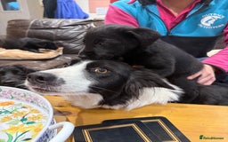 Borador dogs for sale: Collie cross Labrador  - Image 3