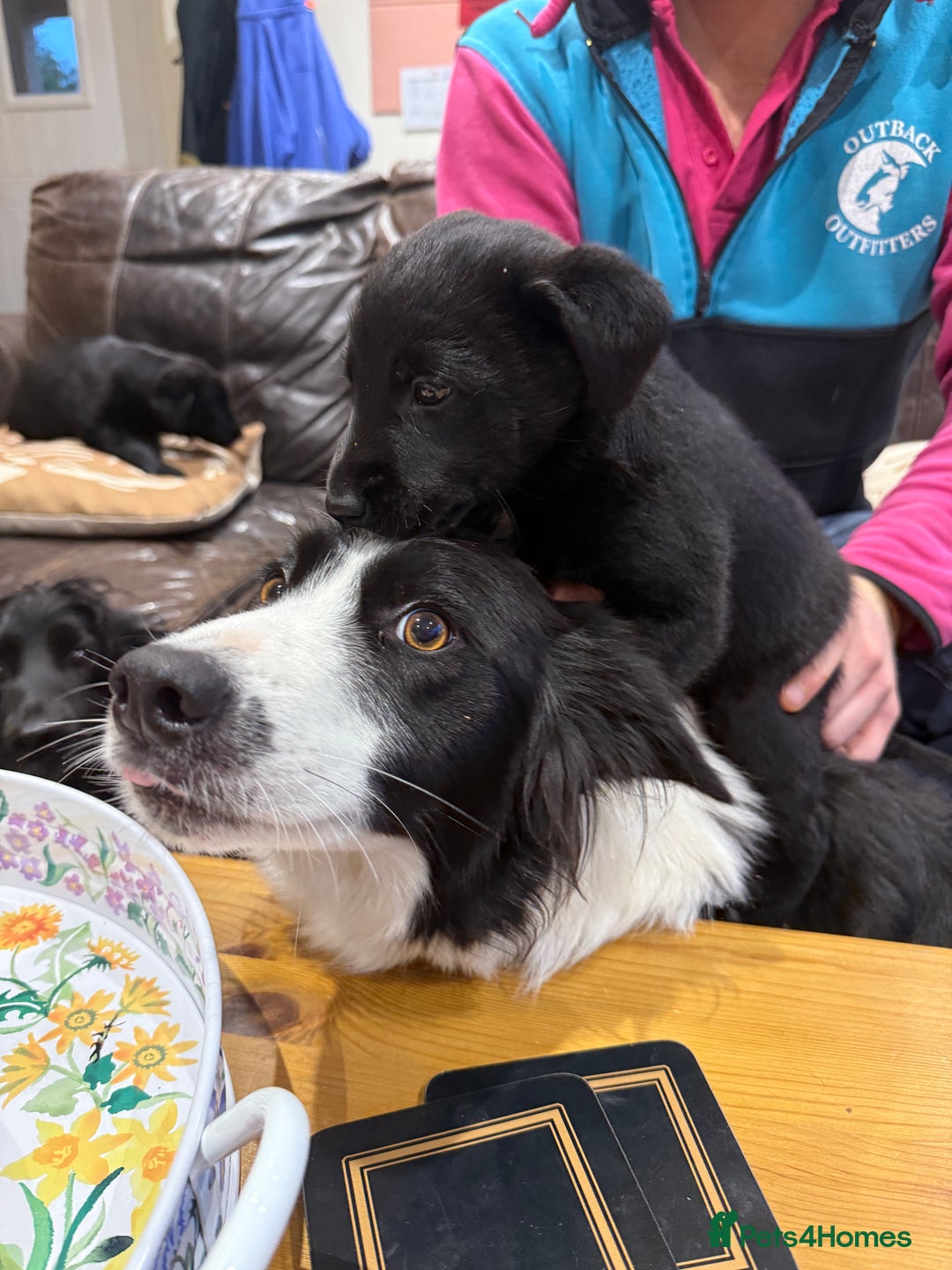 Borador dogs for sale: Collie cross Labrador  - Image 3