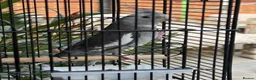 Cockatiels birds for sale: Female cockatiel  - Advert 1