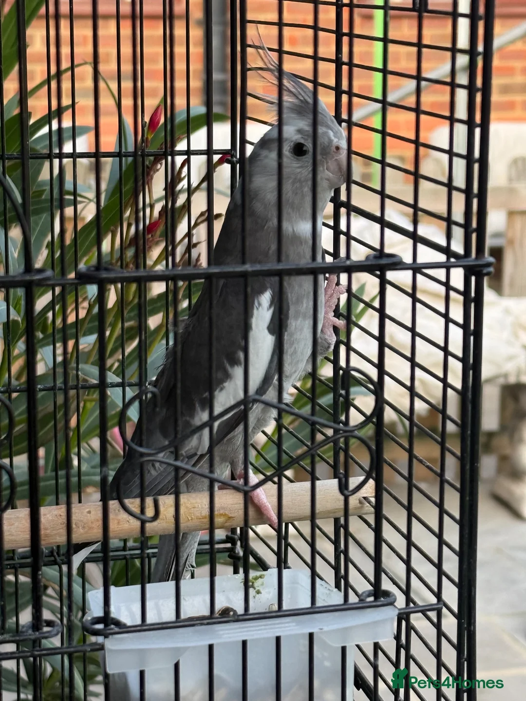 Cockatiels birds for sale: Female cockatiel  - Advert 1