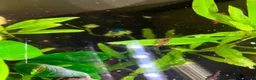Shrimps fish for sale: Cherry red shrimp for sale  - Advert 7
