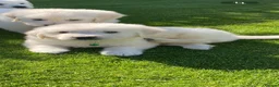 Golden Retriever dogs for sale: Kc golden retrievers  - Advert 26
