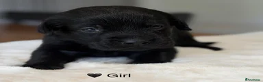 Labrador Retriever 4