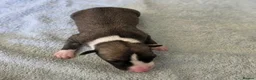 Whippet dogs for sale: Pedigree bred show whippets  in Richmond - Advert 6