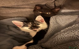 British Shorthair cats for sale: 2 Beautiful kittens  - Advert 2