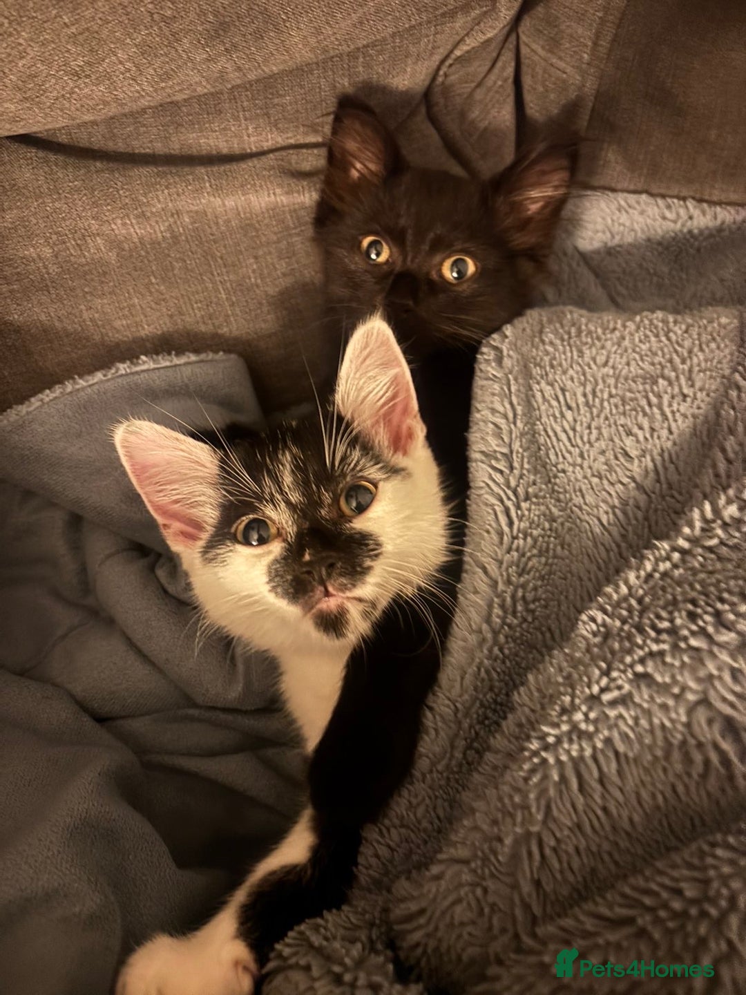 British Shorthair cats for sale: 2 Beautiful kittens  - Advert 2