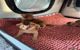 Abyssinian cats for sale: Tica reg. Abyssinian kittens  - Image 8