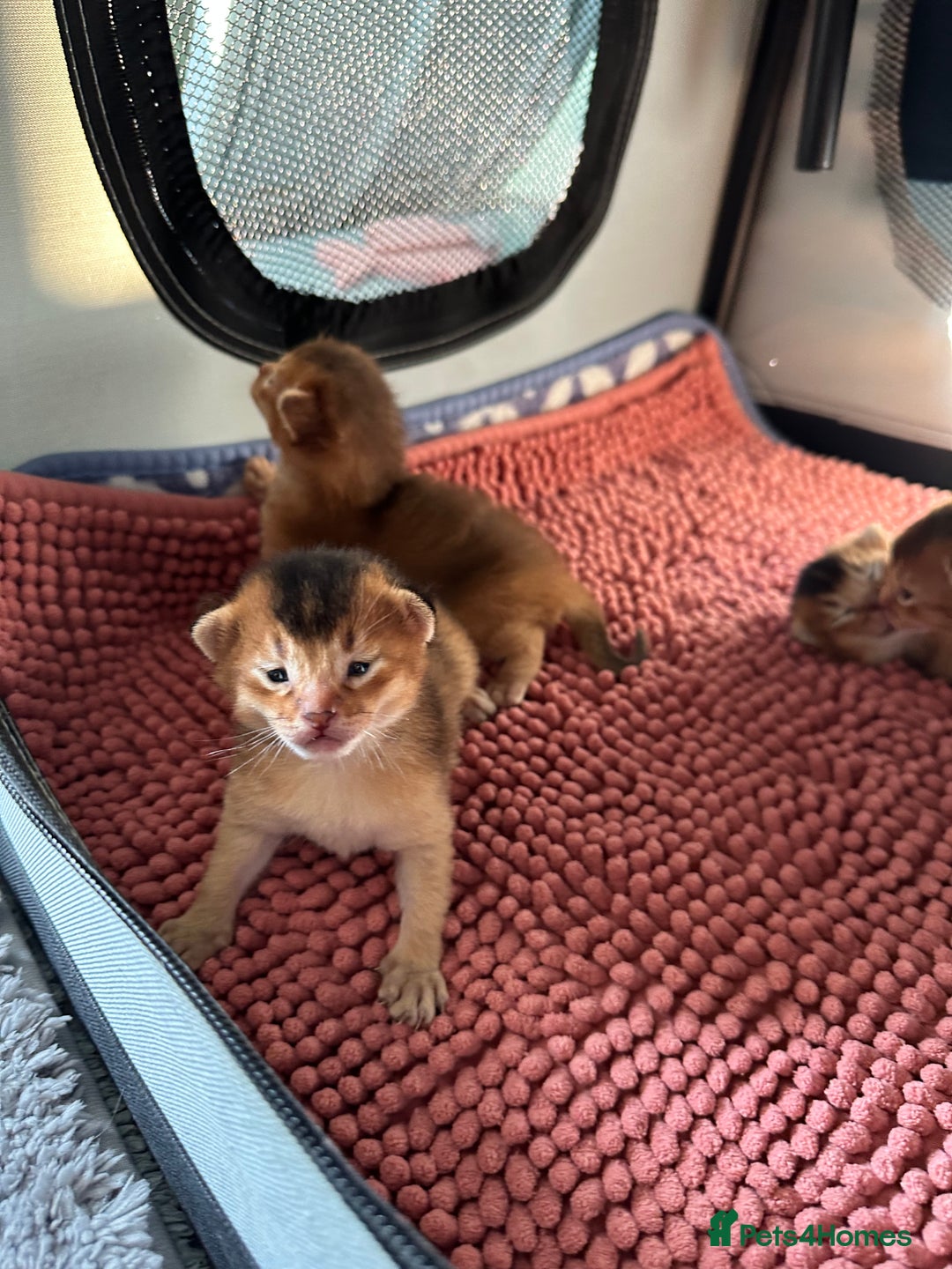 Abyssinian cats for sale: Tica reg. Abyssinian kittens  - Image 8