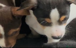 Jack Russell dogs for sale: Beautiful friendly puppies - Image 2