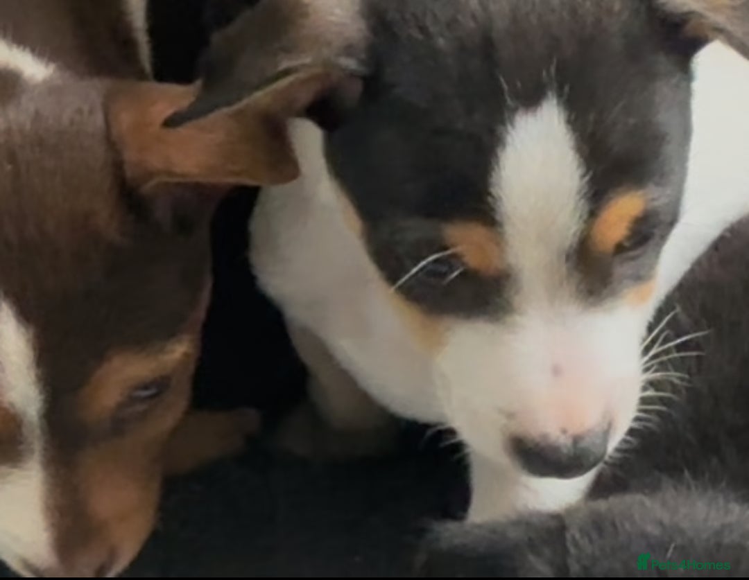 Jack Russell dogs for sale: Beautiful friendly puppies - Image 2