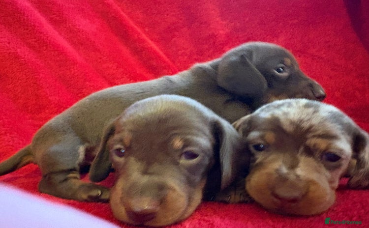 Dachshund dogs - Advert 8