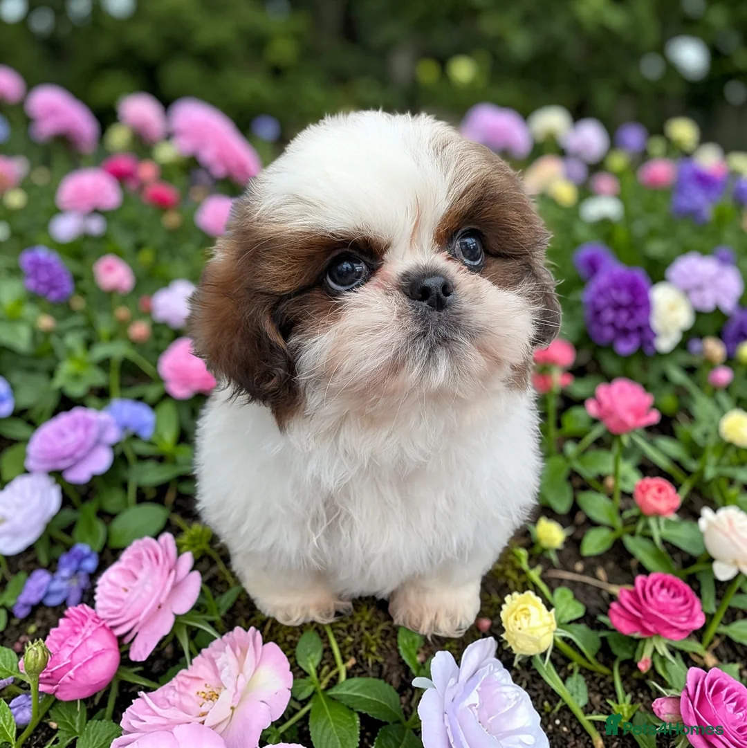 Shih Tzu dogs for sale: Beautiful Shi Tzu puppies in Birmingham - Advert 1