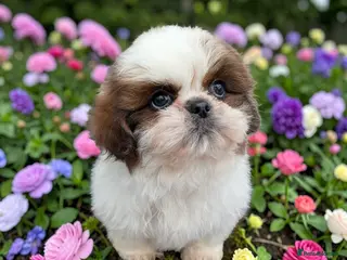Shih Tzu dogs Beautiful Shi Tzu puppies - Advert 16