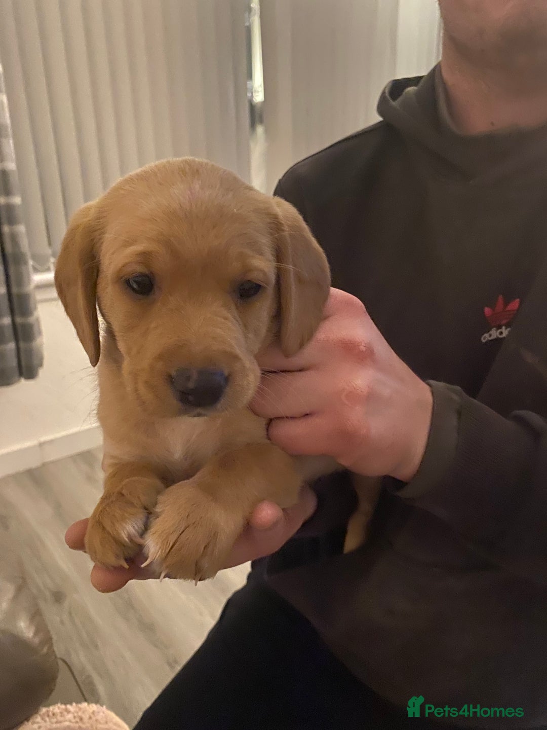 Springador dogs for sale: Labrador puppies - Advert 14